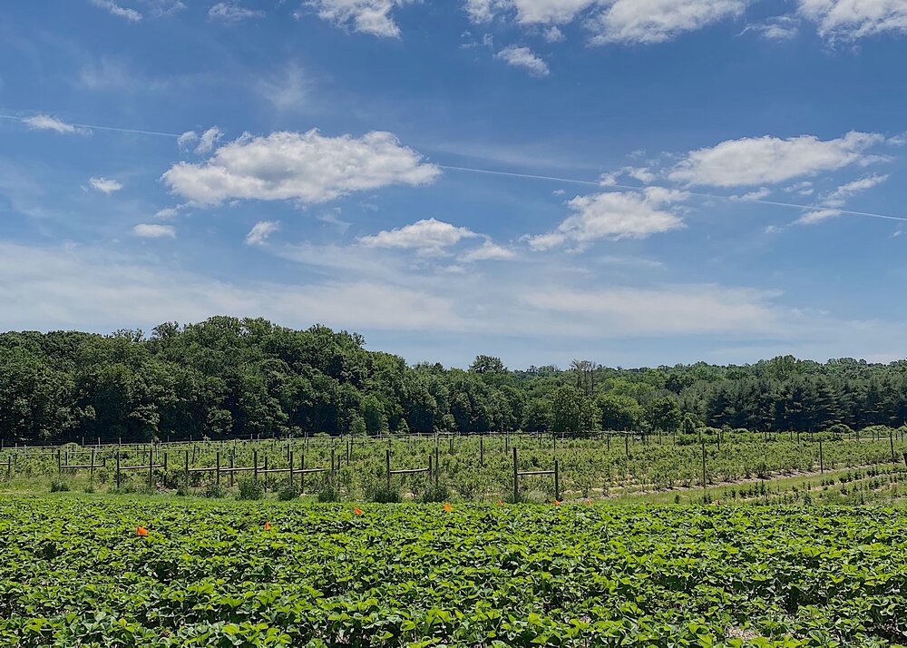 jones family farm strawberry field