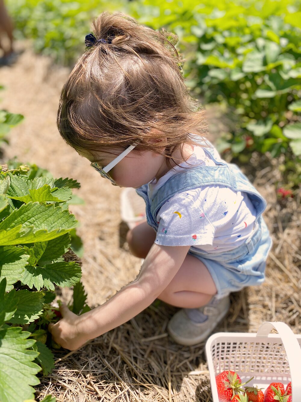 toddler strawberry picking at jones family farm