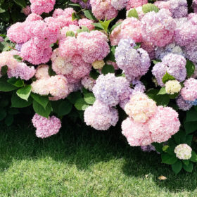 pink hydrangeas