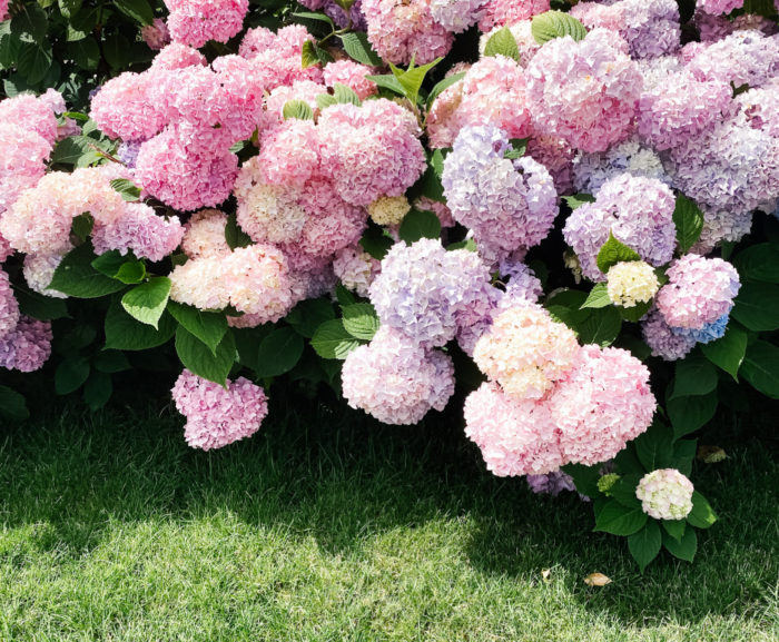 pink hydrangeas