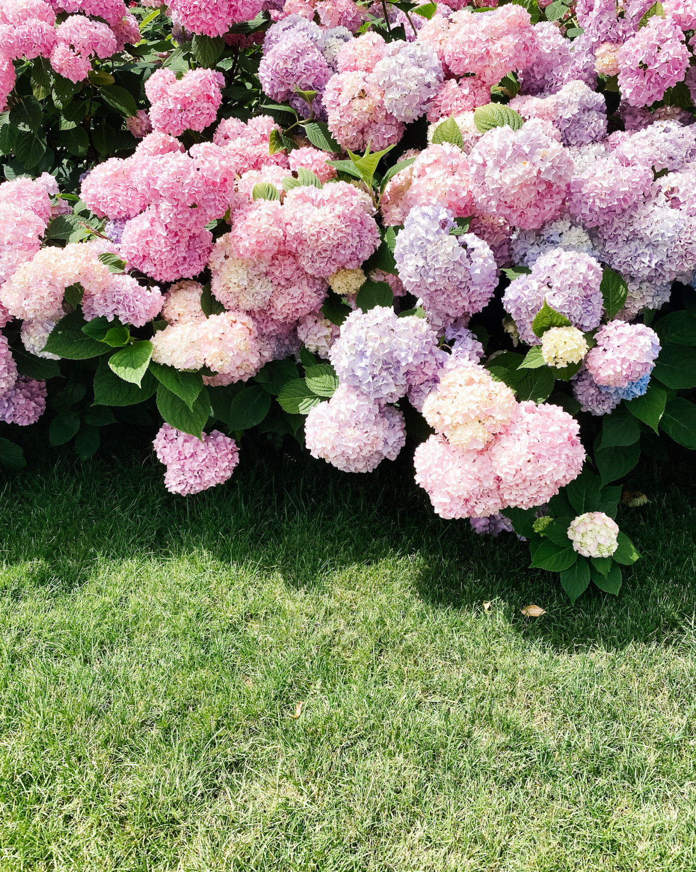 pink hydrangeas