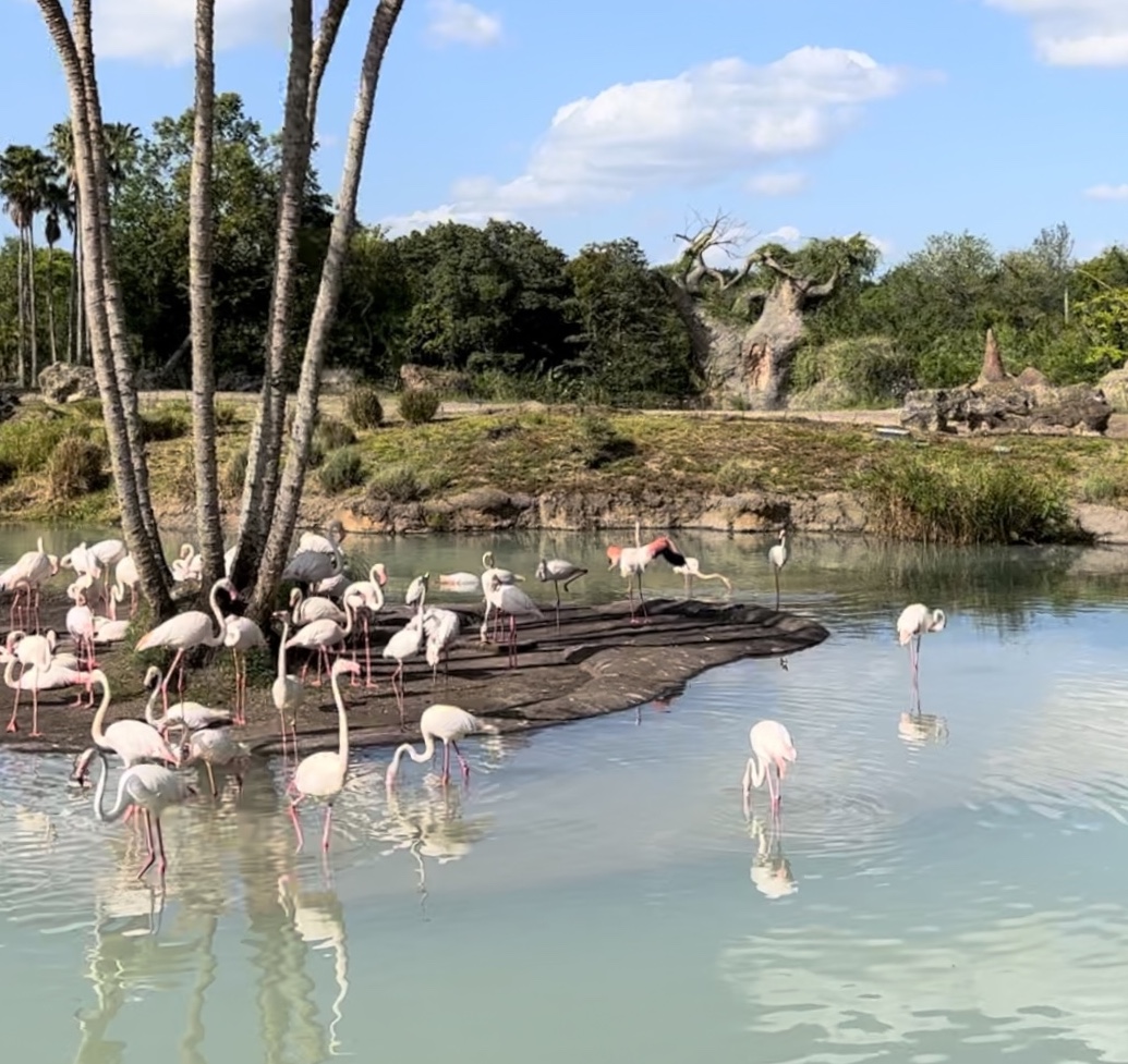 Disney World Animal Kingdom